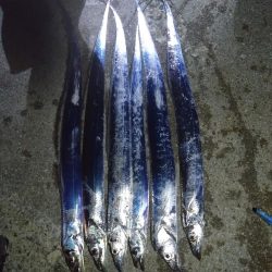 久しぶりのタチウオ