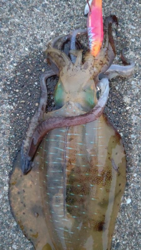 久しぶりのエギング