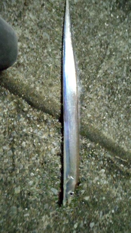 ワインドでタチウオ2本