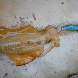 手漕ぎボートエギング、急に激シブ