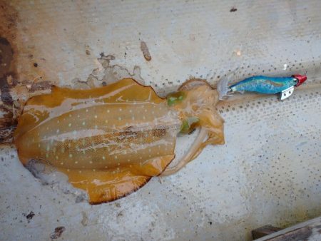 手漕ぎボートエギング、急に激シブ