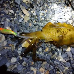 エギングでアオリイカとサゴシ祭り