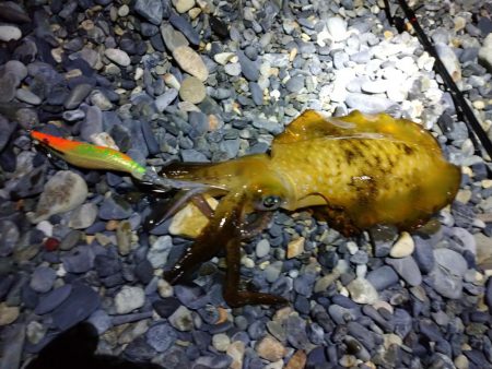 エギングでアオリイカとサゴシ祭り