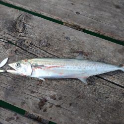 筏ショアジギングでサゴシ