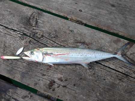 筏ショアジギングでサゴシ