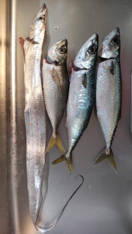 ナイトゲーム楽しかった!