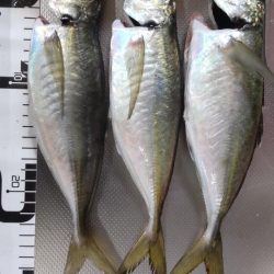 尺アジ連発も他の青物不在