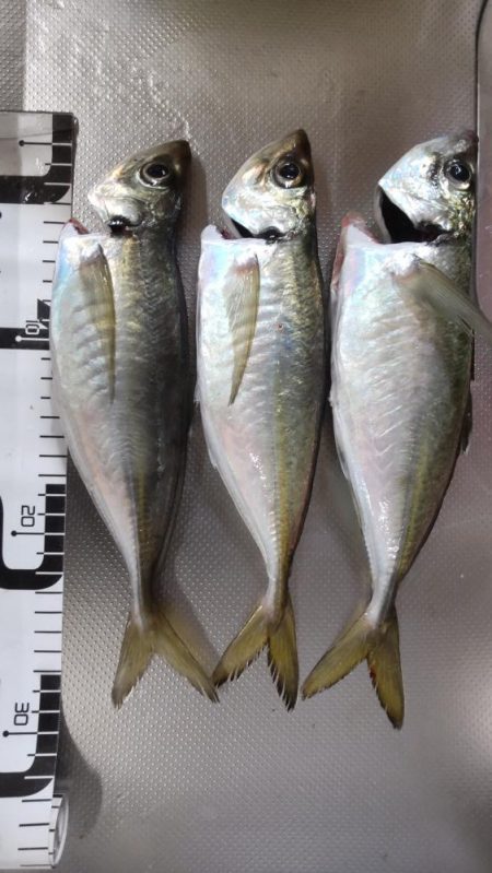 尺アジ連発も他の青物不在