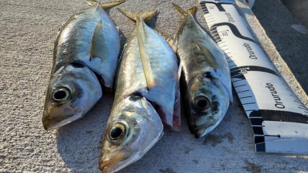 青物いないけどアジがでかいです！