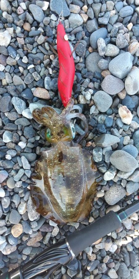 サーフエギング