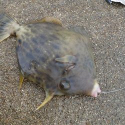 ボウズ逃れのカワハギ