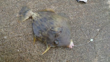 ボウズ逃れのカワハギ