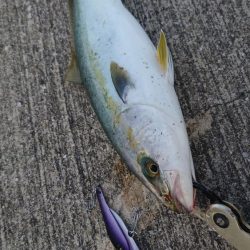 混雑ポイントでハマチ