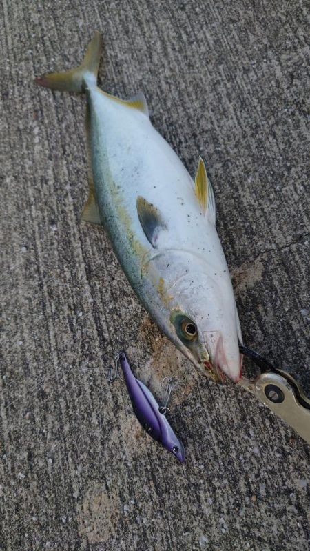 混雑ポイントでハマチ