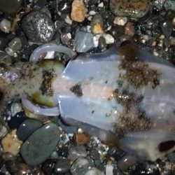 サーフエギング