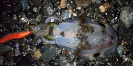 サーフエギング