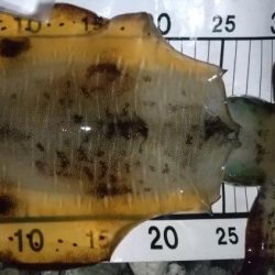 アオリイカエギング終盤