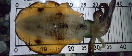 アオリイカエギング終盤