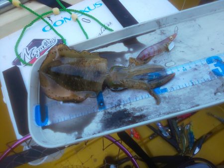 数釣り時期終わってた(> < …