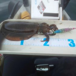 イカ渋すぎやで!