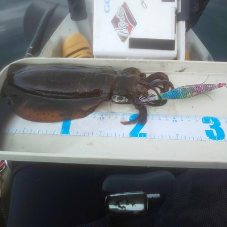 イカ渋すぎやで！