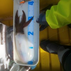 ペンペン＆サバフグ大暴れ