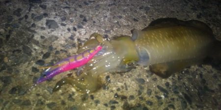 大潮だったのに