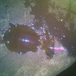 エギングとヤエン