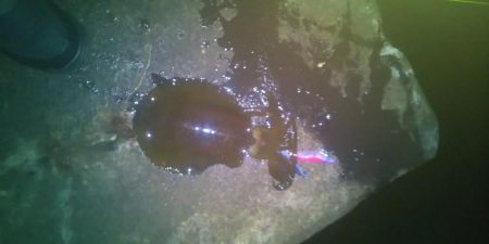 エギングとヤエン