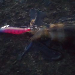 エギングとヤエン2