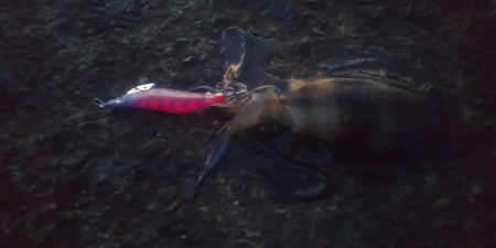 エギングとヤエン2