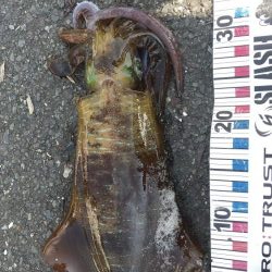 ヤエンでデカアオリイカ