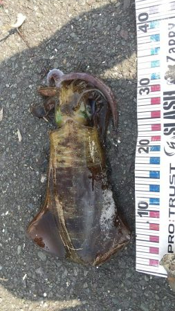 ヤエンでデカアオリイカ