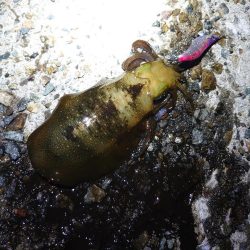 まだこのサイズが？