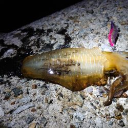 ここからがアオリ本番