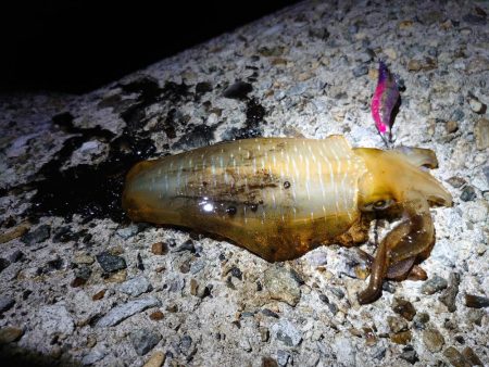 ここからがアオリ本番