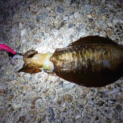 良いサイズ出始めました!