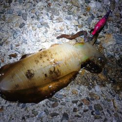 秋アオリイカ終盤戦