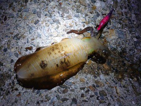 秋アオリイカ終盤戦