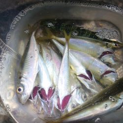 アジサバ狙って