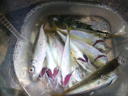 アジサバ狙って