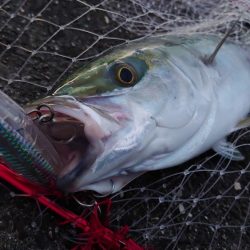 青物釣行