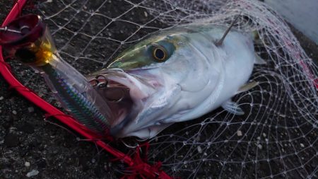 青物釣行