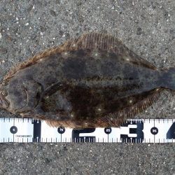 フラットフィッシュ