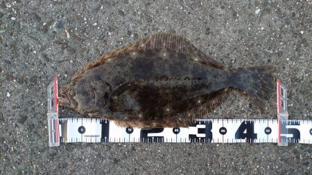 フラットフィッシュ