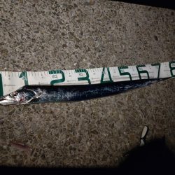 太刀魚夕まずめ狙い！