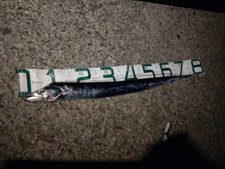 太刀魚夕まずめ狙い！