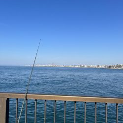 魚より人が多い