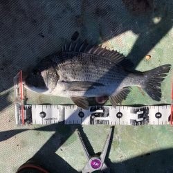 最近団子釣りにハマってます！