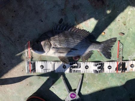 最近団子釣りにハマってます！